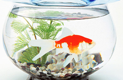 庄内町のおみやげ　庄内金（振袖金魚）