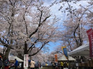 桜祭り