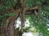 三ヶ沢の乳イチョウ（県指定文化財）